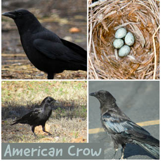 American Crow